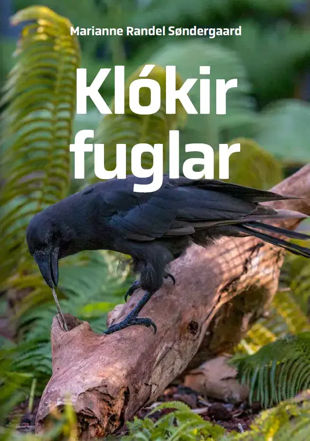 Klókir fuglar