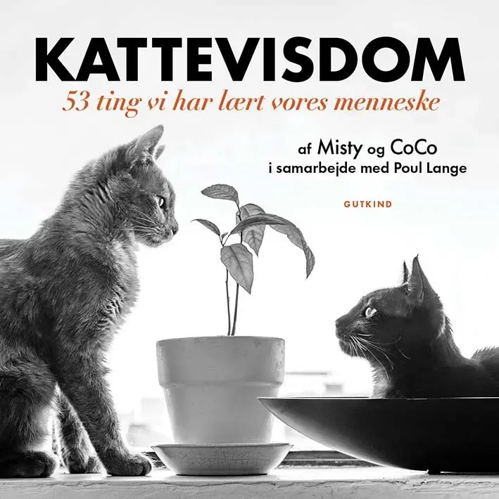 Kattevisdom